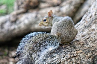 Close-up of squirrel on rock