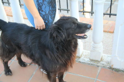 Black dog standing