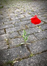 High angle view of red rose on footpath