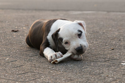 Portrait of american bulldog puppy sitting on footpath