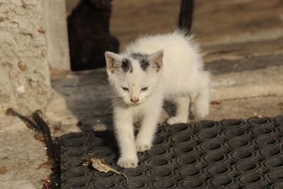 Close-up portrait of a cat