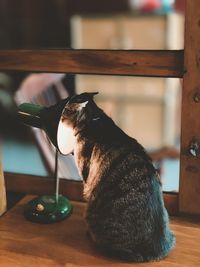 Cat sitting on table at home