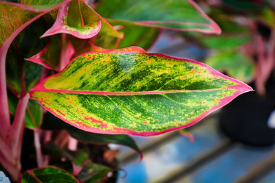 Close-up of fresh green leaves on plant