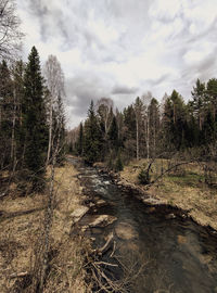 Dirt road amidst trees in forest against sky