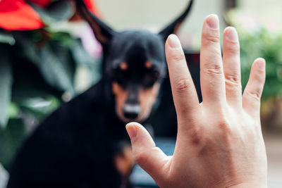 Midsection of human hands - training dog