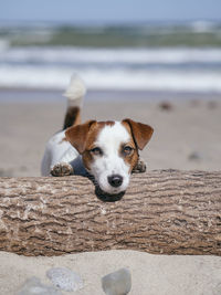 Portrait of dog on beach