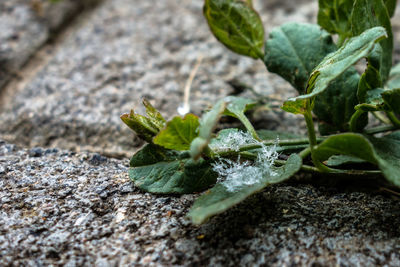 Close-up of fresh green plant