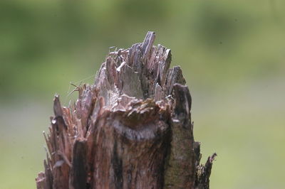 Close-up of plant against blurred background