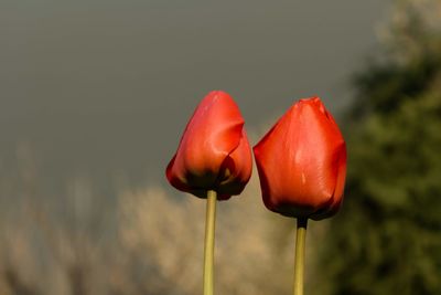 Close-up of red tulip