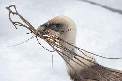 Close-up of bird perching on branch