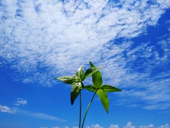 Low angle view of plant against blue sky