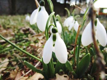 Close-up of white flowers blooming outdoors