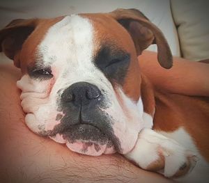 Close-up of dog sleeping