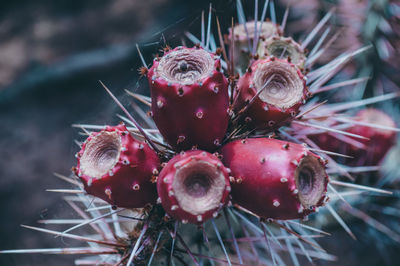 Close-up of succulent plant