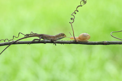 Bird perching on branch