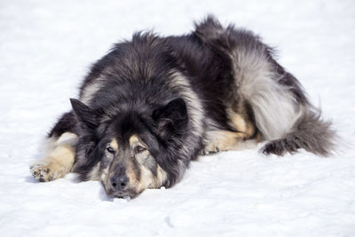 Dog lying down on snow field