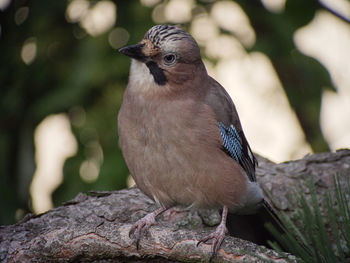 Close-up of bird perching on rock