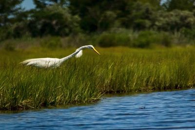 Bird on grass