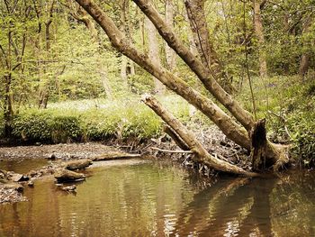 Scenic view of lake in forest