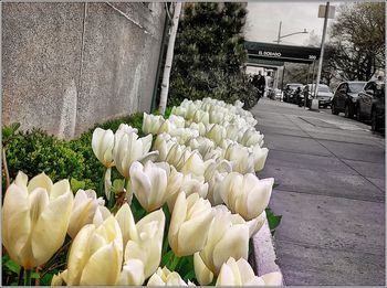 Close-up of white flowering plants for sale