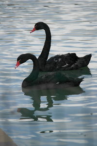 2 black swans in a lake 