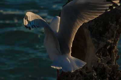 Close-up of seagull flying outdoors