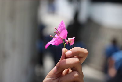 Cropped hand holding fresh pink flower