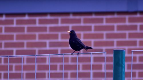 Bird perching on fence