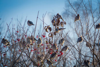 Low angle view of birds on plant against sky