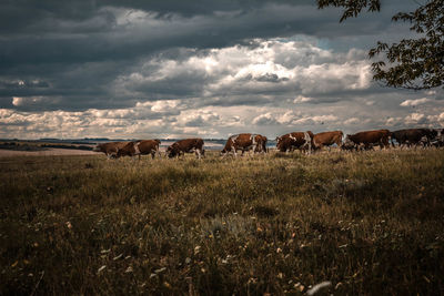 Horses grazing in field