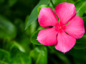 Close-up of pink flowering plant