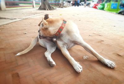 Dog lying down on floor