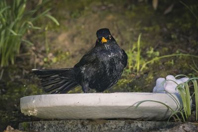 Black bird perching on a land