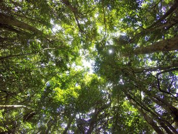 Low angle view of trees against sky