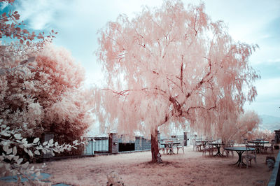 View of cherry trees in park during autumn