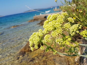 Close-up of green plant on sea shore