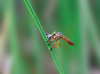 Close-up of insect on plant