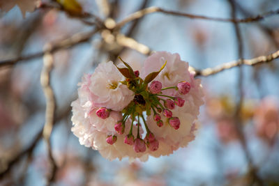 Close-up of pink cherry blossom