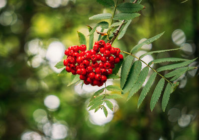 Close-up of cherries on tree