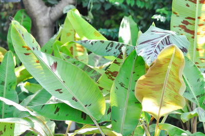 Close-up of fresh green leaves