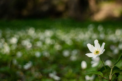 Close-up of flower blooming outdoors