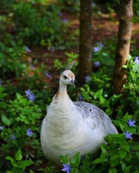 Bird perched on branch