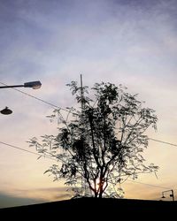 Silhouette of trees at sunset