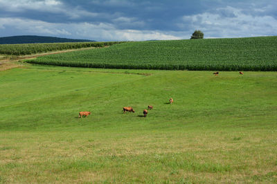 Big green meadow with some brown cows in front of a corn field with a blue sky