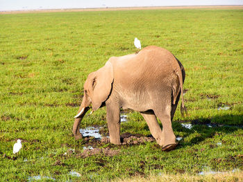 Elephant standing in field