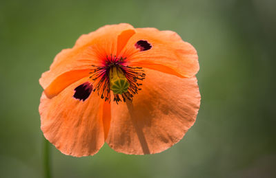 Close-up of orange flower