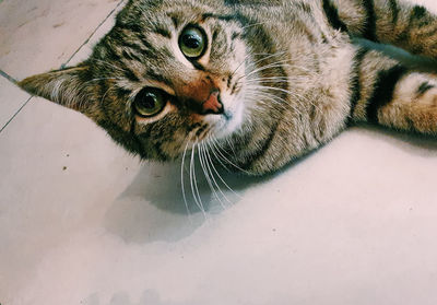 Close-up portrait of a cat