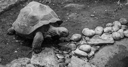 Turtle on field at chester zoo