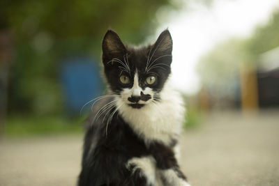 Homeless kitten on the street. little pet. black-white kitten with a cheerful mustache.