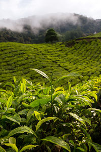 Scenic view of agricultural field